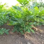 Зображення для оголошення Саженцы Пекана