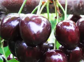 Зображення для оголошення Продаю саженцы черешни