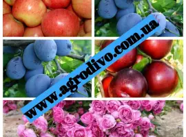 Зображення для оголошення Питомник "Агродиво" реализует собственную продукцию более 900 сортов