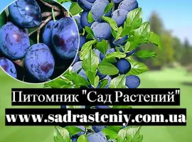 Зображення для оголошення Саженцы новых сортов на низкорослых подвоях оптом и в розницу