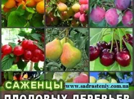Зображення для оголошення Питомник реализует саженцы на ВЕСНУ 2026 оптом и в розницу на сайте "Сад растений"