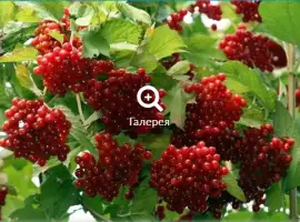 Зображення для оголошення Саджанці калини великоплідної