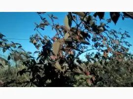 Зображення для оголошення Саджанці ожини Потрійна Корона