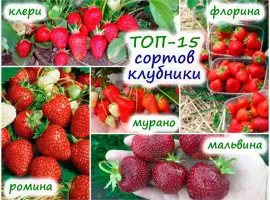 Зображення для оголошення Якісні саджанці полуниці
