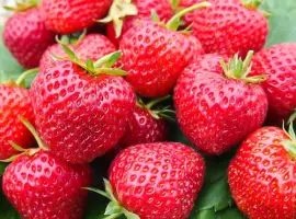 Зображення для оголошення Полуниця Зенга Зенгана(Senga Sengana Strawberry) саджанці полуниці Фріго