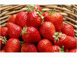 Зображення для оголошення Полуниця Кимберли (Kimberly Strawberry) саджанці полуниці Фріго