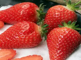 Зображення для оголошення Полуниця Альба(Alba Strawberry) саджанці полуниці Фріго