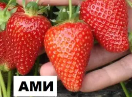 Зображення для оголошення Продам саджанці полуниці садової сорт "Амі"