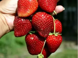 Зображення для оголошення Продам саджанці ремонтантної полуниці "Кабрілло"