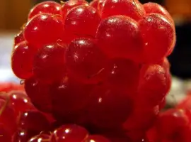 Зображення для оголошення Продам Саженцы малины глен ампл и глен файн