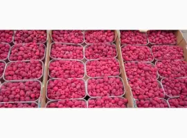 Зображення для оголошення Продажа Малина саженцы сорта Атлант полана Зюгана еще 15 сортов