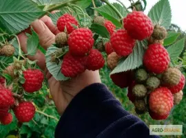 Зображення для оголошення Продаю оптом саджанці високоврожайної ремонтантної малини