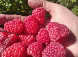 Зображення для оголошення Продам Саджанці малини сорт Маравилла (Maravilla)