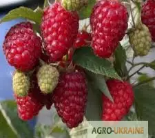 Зображення для оголошення Однорічні саджанці великоплідної ремонтної малини Зюгана