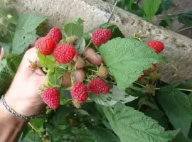 Зображення для оголошення Продам саджанці малини Полка