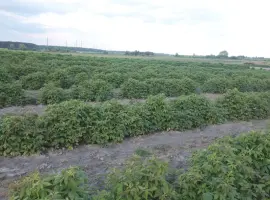 Зображення для оголошення Продаю саджанці малини літньої та ремонтантної оптом та в розбріб