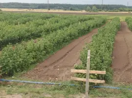 Зображення для оголошення Саджанці малини: Полка