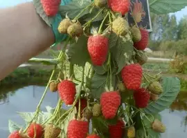 Зображення для оголошення Високоврожайний сорт Маравілла. Клас 2