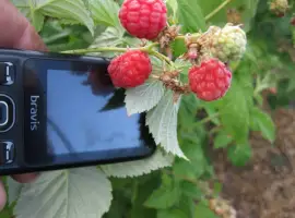 Зображення для оголошення Продам саженцы крупноплодной малины
