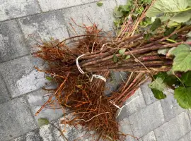Зображення для оголошення Саджанці малин Пшехиба