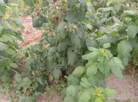 Зображення для оголошення Саджанці малинки оптом та вроздріб