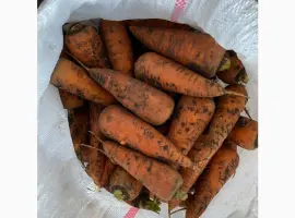 Зображення для оголошення Продам моркву та цибулю від поставщика від 10 тонн