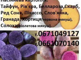 Насіннева сортова картопля