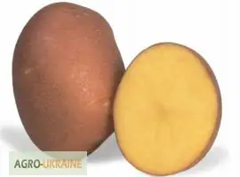 Зображення для оголошення Якісний насінневий матеріал найкращих сортів картоплі