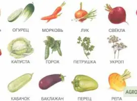 Куплю оптом картофель