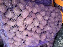 Зображення для оголошення Продам картоплю велику насіневу.рівєра пікасо арізона балароса коломбо