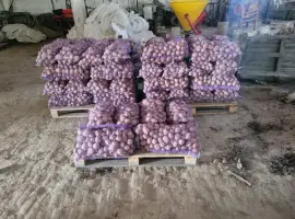 Зображення для оголошення Продам картоплю велику і насіневу белароса арізона рівєра