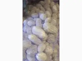 Зображення для оголошення Куплю качественный картофель белых сортов от 20 тон