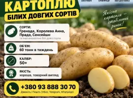 Зображення для оголошення Терміново!!’ Куплю Картофель от 4 ех машин 88 тонн
