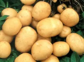 Зображення для оголошення Картофель Аризона упаковка 2.5кг. 1-я репродукция