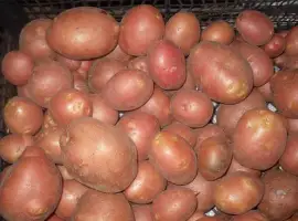 Зображення для оголошення Картофель Рудольф 2.5кг. упаковка