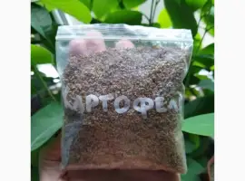 Зображення для оголошення Продам семена картофеля (конкретно семена