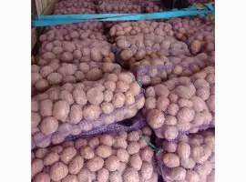 Зображення для оголошення Продам картоплю хорошої якості