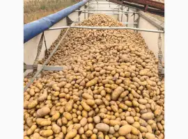 Зображення для оголошення Куплю картоплю гарної якості