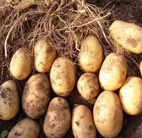 Зображення для оголошення Продам насінневу картоплю сорт Гранада