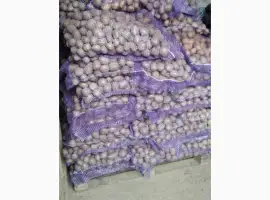 Продам насінневу картоплю Арізона оптом
