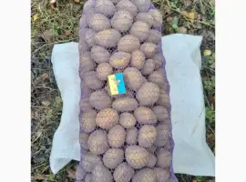Реалізуємо картоплю середнього калібру сорт Конект
