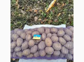 Продам картоплю середнього калібру сорт Конект оптом