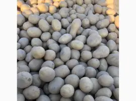 Продам насінєву картоплю оптом від виробника від 20 тон. Дзвоніть