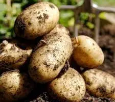 Зображення для оголошення Продам посадочну картоплю 2 репродукції сорту Гранада оптом