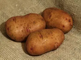 Зображення для оголошення Продам насіння Тирасу 2 репродукції від 10 тон