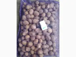 Зображення для оголошення Продам насінневу картоплю Арізона оптом 2 реп