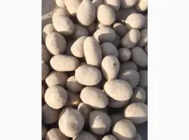 Зображення для оголошення Продам посадкову Арізону від 10т
