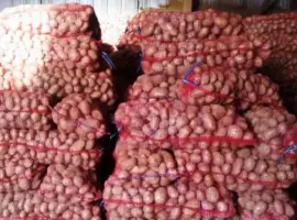 Зображення для оголошення Продам насіння картоплі сорту Ред Леди Ред Ледi оптом