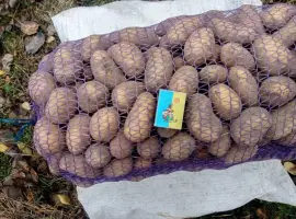 Зображення для оголошення Продаж картоплі середнього калібру оптом Гранада