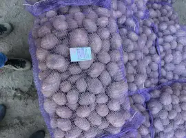 Зображення для оголошення Компанія постачальник закуповує картоплю бюджетної якості